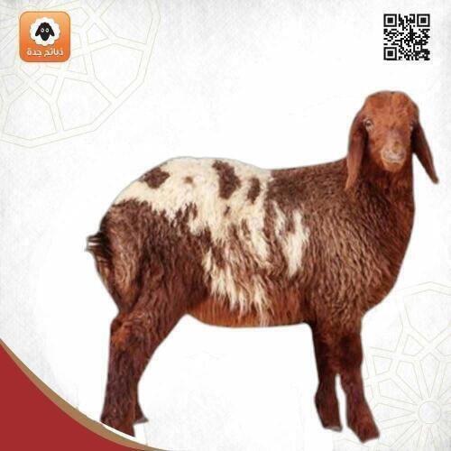 نعيمي كشميري