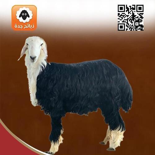 خروف نجدي كبير اضحيه