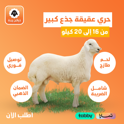 خروف عقيقة حري