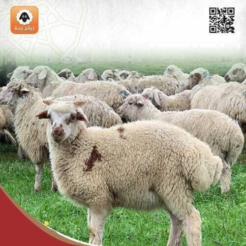 نصف خروف نعيمي جورجي