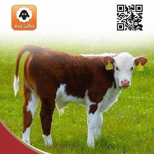 نصف عجل | عجل بلدي | عجل | عجل صغير من 20 ـ 25 كيل...