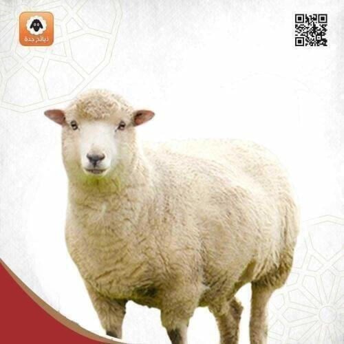 خروف روماني