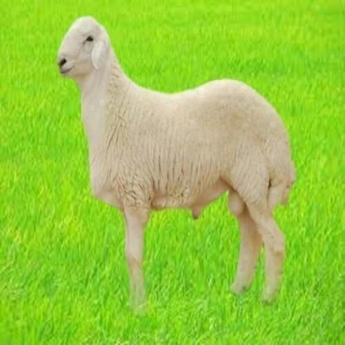 حري هرفي وسط