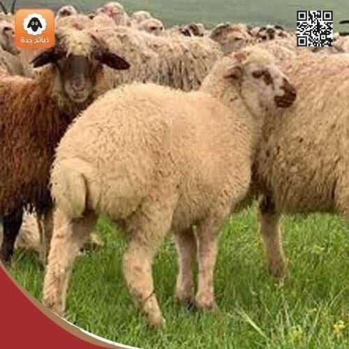 نعيمي جورجي