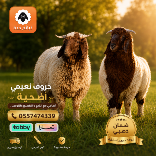 خروف نعيمي اضحيه وسط