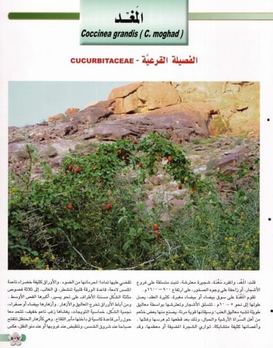 مغد 20 بذرة Coccinea grandis