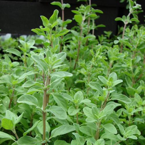 بذور شجرة البردقوش Origanum majorana