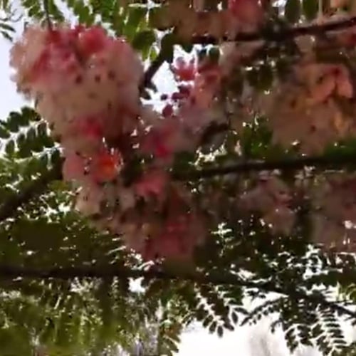 بذور شجرة كاسيا نودوزا Cassia Nodosa