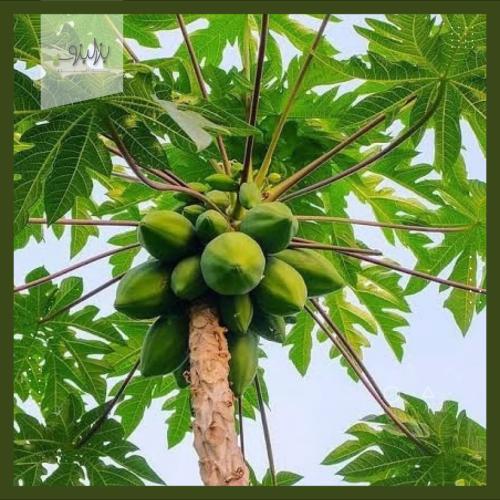 بذور شجرة البابايا Vasconcellea pubescens