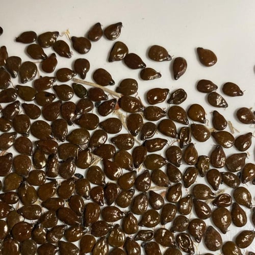 بذور شجرة سنا ارتيميسيويدس Senna artemisioides