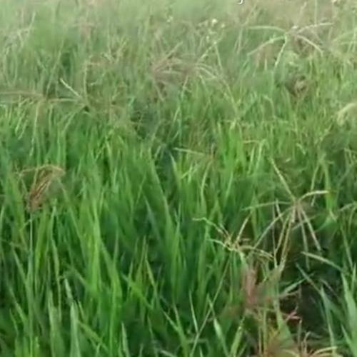 بذور عشبة الرودس Rhodes Grass