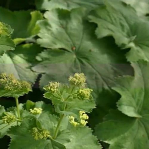 بذور زهرة رجل الأسد Alchemilla vulgaris