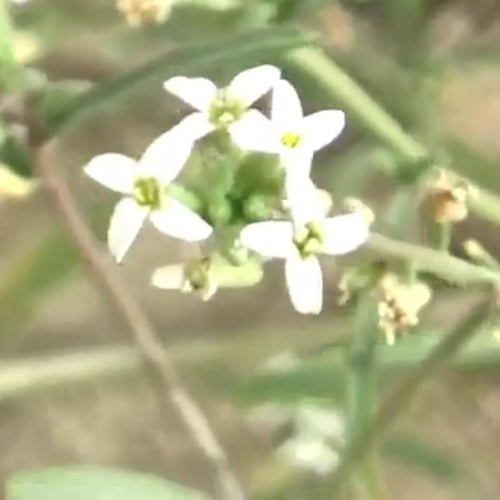 بذور شجرة السليح Cakile arabica