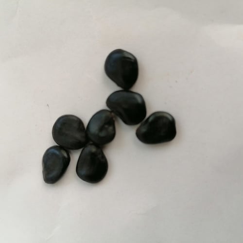 بذور شجرة اللوز الهندي او البذان Pithecellobium du...