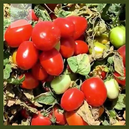 بذور نبات شجرة الطماطمsolanum lycopersicum