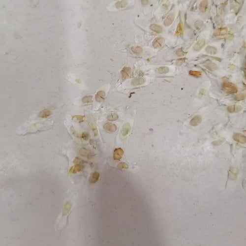 بذور شجرة تيكوما ستانسTecoma stans