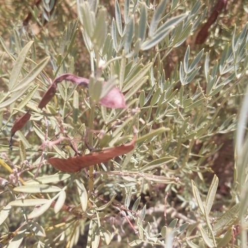 بذور شجرة سنا ارتيميسيويدس Senna artemisioides