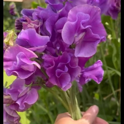 بذور زهرة بسلة الزهور العطرية Lathyrus odoratus