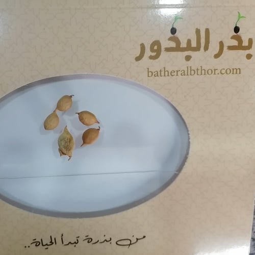 بذور شجرة الرتم Retama raetam