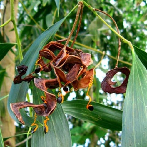 بذور شجرة طلح - أكاسيا اوريكوليفورميس‬ Acacia Auri...