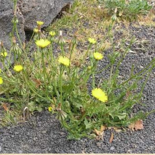 بذور عشبة العضيد البرية أو العضيض - Urospermum