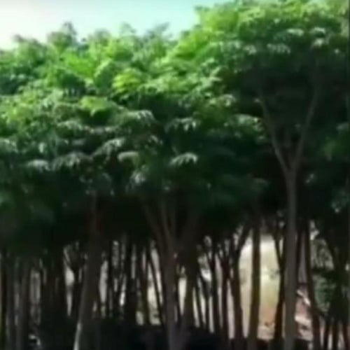 بذور شجرة الزنزلخت melia azedarach