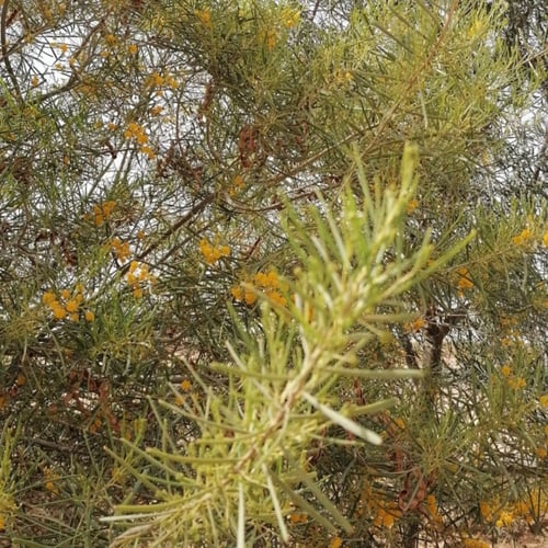 ‫بذور شجرة السنط - الطلح القنديلي‬ ( Acacia pruino...
