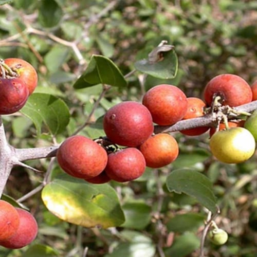 بذور شجرة السدر البري الضال Ziziphus spina-christi