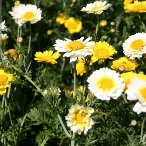 بذور زهرة الاقحوان البستاني ( Chrysanthemum corona...