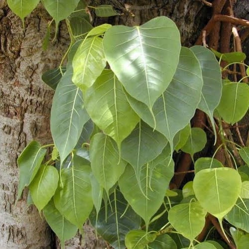 بذور شجرة لسان العصفور ( Ficus religiosa )