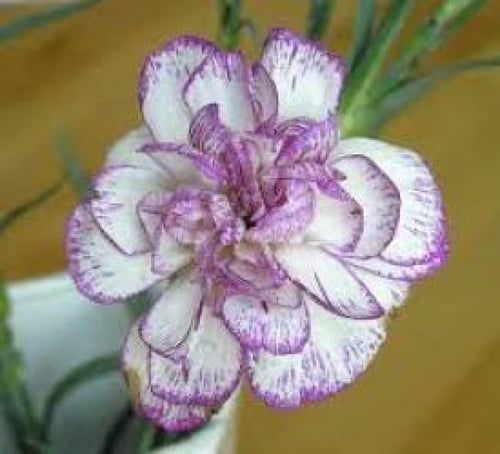 بذور زهرة القرنفل / ديانتس Dianthus caryophyllus