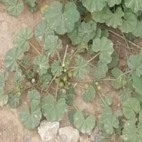 بذور شجرة الخبيزة ( Malva neglecta )
