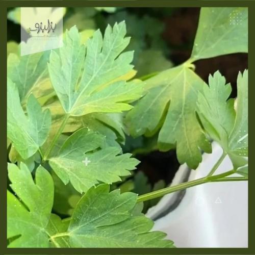 بذور نبات البقدونس