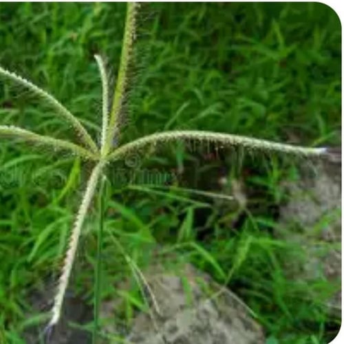 بذور عشبة الرودس Rhodes Grass