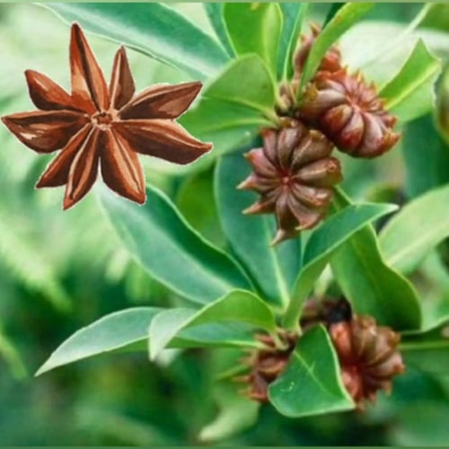 بذور شجرة نجمة اليانسونIllicium verum