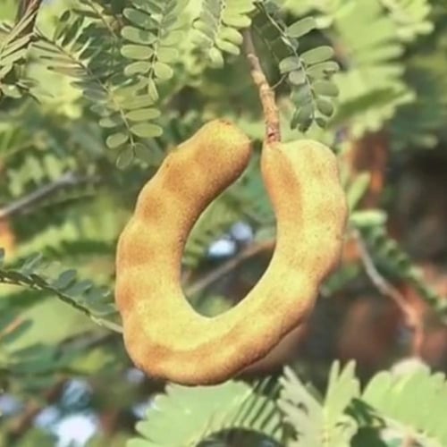 بذور شجرة التمر الهندي - الحُمر‬ Tamarindus indica