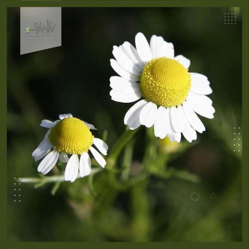 بذور زهرة البابونج Matricaria chamomilla