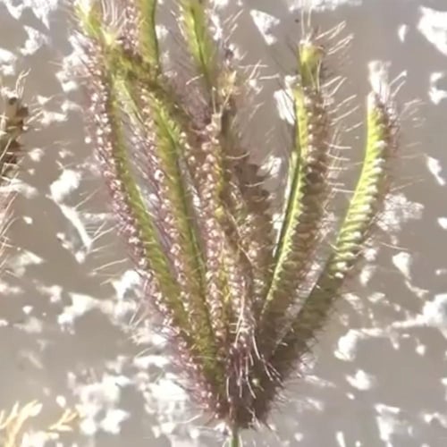 بذور عشبة الرودس Rhodes Grass