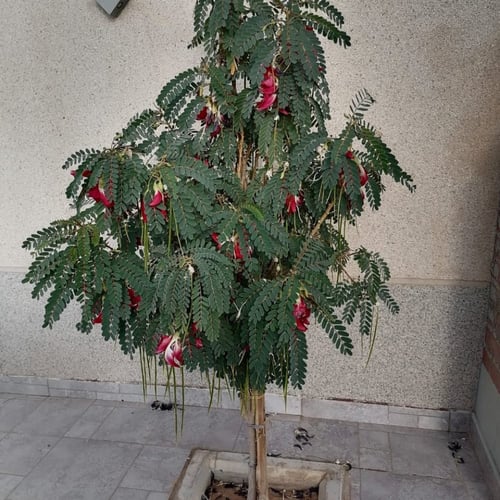 بذور سيسبان الزهرة كبيرة Sesbania grandiflora