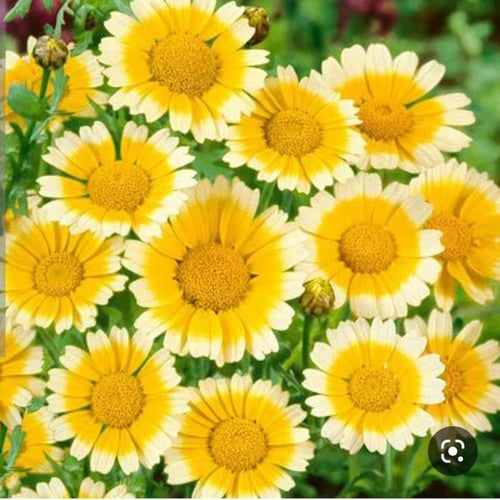 بذور زهرة الاقحوان البستاني ( Chrysanthemum corona...