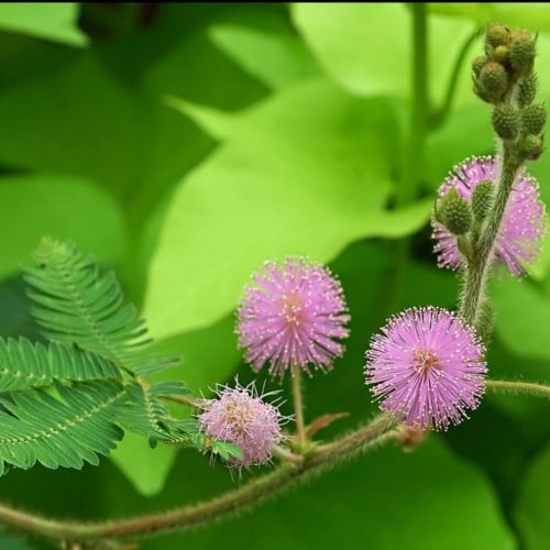 بذور شجرة خجولة - الميموزا بوديكا Mimosa pudica