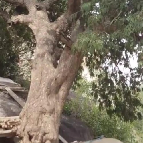 بذور شجرة التمر الهندي - الحُمر‬ Tamarindus indica