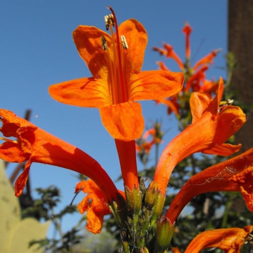 بذور شجرة تيكوماريا كابينسيسCapensis