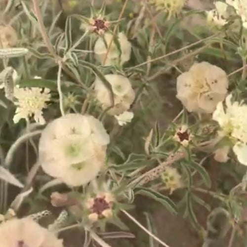 بذور نبات (ام قلاص) الطربة scabiosa stellata