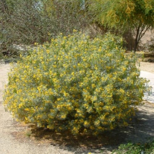 بذور شجرة سنا ارتيميسيويدس Senna artemisioides