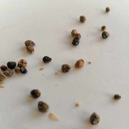 بذور شجرة زهرة اللاتانيا ام كلثومLantana