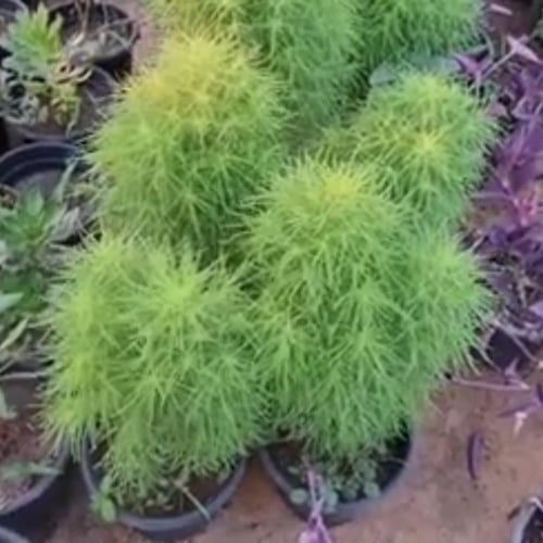 بذور نبات كوكيا - مكنسة الجنة