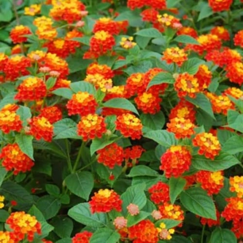 بذور شجرة لانتانا كمارا Lantana camara