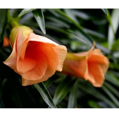 بذور شجرة تيفيتيا ( Thevetia peruviana )