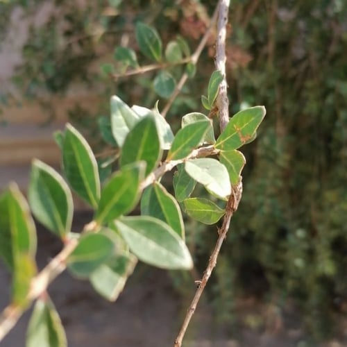 بذور شجرة الحنا البلدي Lawsonia Inermis